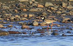 Pied Plover